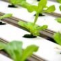 Go Green dengan Hidroponik: Manfaatnya Lebih dari Sekedar Bertani