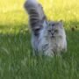 Temukan Jenis Kucing Persia yang Paling Sesuai untuk Anda!