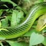 Menjelajahi Ular Hijau Ekor Merah: Habitat &amp; Ancaman Gigitannya pada Manusia