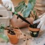 5 Tip Penting Pasca Pemindahan Tanaman ke Pot Baru