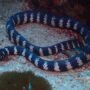 5 Fakta Unik tentang Ular Laut Kepala Kura-kura yang Menarik dan Aman