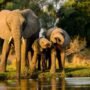 Mengapa Gajah Memilih Jalur Sama? Begini Penjelasannya