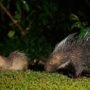 5 Spesies Landak di Indonesia yang Kini Terancam Punah dan Sering Diburu!