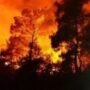 Kebakaran Hutan Membara di Israel: 24 Orang Cedera, Asap Tebal Membuat Pemerintah Nyatakan Status Darurat Nasional