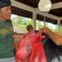 Cerita I Wayan Balik: Bagaimana Desa Adat Cemenggoan Bali Bebas dari Sampah