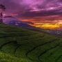 6 Destinasi Alam Segar dan Menyenangkan di Wonosobo untuk Liburan Keluarga Berkesan