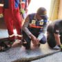 Piton 3 Meter Setelah Memangsa Kucing, Berani Masuk ke Dapur Rumah Warga