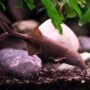 Mengungkap Rahasia Ikan Listrik: Bagaimana Mereka Mendorong Pengembangan AI Lebih Jauh