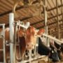 10 Bisnis Menjanjikan di Pedesaan, Dijamin Buat Cuan Bertambah!