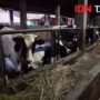 25 Ide Usaha Peternakan Berpotensi Besar, Wajib Coba Sekarang!