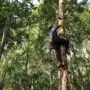 7 Keajaiban Kemenyan bagi Kesehatan Anda
