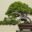 7 Jenis Bonsai yang Akan Membuat Taman Rumah Anda Semakin Elegan dan Menawan