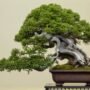 7 Jenis Bonsai yang Akan Membuat Taman Rumah Anda Semakin Elegan dan Menawan