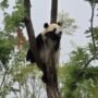 Menyaksikan Keunikan dan Ketertarikkan Pandai Chengdu yang Menggelitik