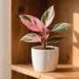 Pertarungan Tanaman Hias Klasik: Fiddle Leaf Fig vs Aglaonema Red Kochin, Mana yang Sempurna Untuk Hunian Anda?