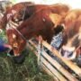 Idul Adha Spesial: Pertamina NRE Group Berbagi Hewan Qurban di Area Operasionalnya