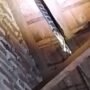Ular King Cobra 3 Meter Mengejar Biawak di Atap Rumah PNS di Situbondo: Dibutuhkan Ahli Evakuasi