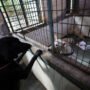 Anjing Dikuliti Hidup-hidup Diduga di Jateng, Sahroni Minta Pelaku Ditangkap