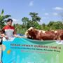 Peringatan Idul Adha 1446 H: Pertamina Hulu Menyebarkan Kasih dengan Seribu Hewan Qurban ke pelosok