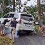 Alasan Mengapa Mobil RWD Gagal Menanjak di Indonesia